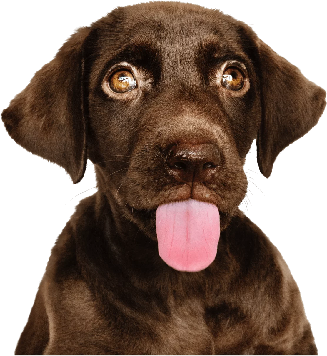 Dog3